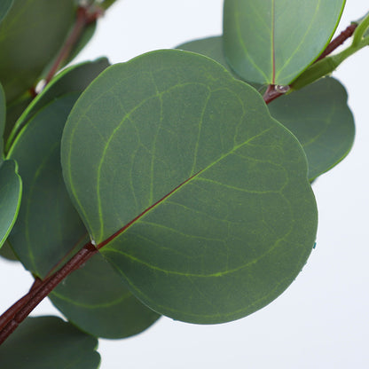 Realistic 3D Printed Artificial Eucalyptus Leaves - Soft Touch Faux Greenery for Home and Living Room Wall Decor