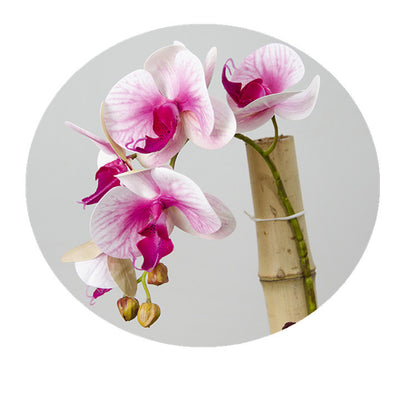 Elegant 3D Touch Artificial Orchid Flowers - 6 Stunning Butterfly Orchids for Home Decor, Zen Tea Room Ambiance, and Tranquil Indoor Spaces