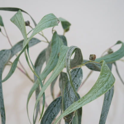 Nordic-Inspired Faux Eucalyptus Plants with Curved Leaves - Perfect Decorative Floral Arrangement for Your Living Room Featuring Soft Textured Eucalyptus and Willow Leaves