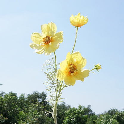 Stunning Artificial Queen Cosmos Flower - Single Stem Decorative Floral Arrangement for Home, Weddings, and Events - Perfect for Soft Decor and Stylish Embellishments