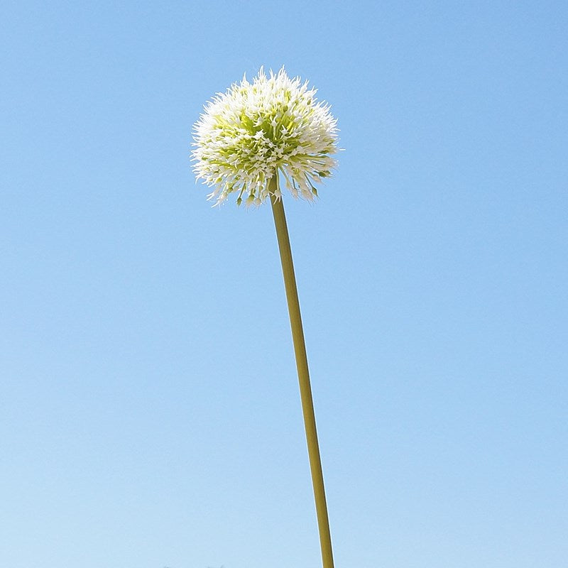 Lifelike Decorative Artificial Allium Flower Stem - Perfect for Home, Hotels, and Event Decor | Elegant Silk Floral Arrangement for Weddings and Photography