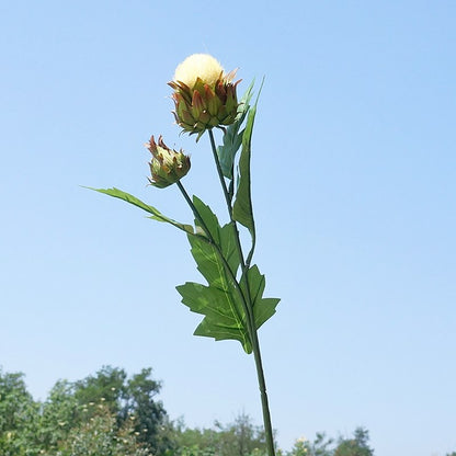 Realistic Greenery Single Stem Thistle Flower - Perfect for Home Décor, Model Homes, Wedding Photography, and Soft Furnishings Decoration