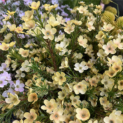 Realistic Australian Waxflower Artificial Floral Decor - Perfect for Home Décor, Bridal Bouquets, Photography Props, and Silk Flower Arrangements