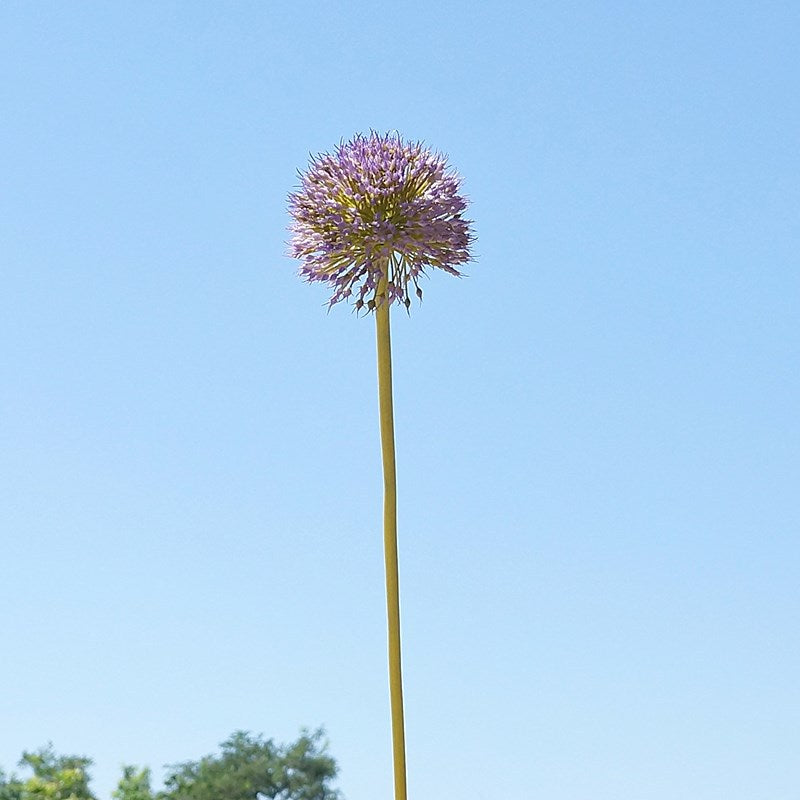 Lifelike Decorative Artificial Allium Flower Stem - Perfect for Home, Hotels, and Event Decor | Elegant Silk Floral Arrangement for Weddings and Photography