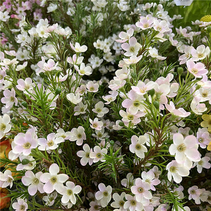 Realistic Australian Waxflower Artificial Floral Decor - Perfect for Home Décor, Bridal Bouquets, Photography Props, and Silk Flower Arrangements