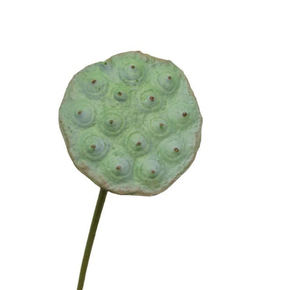 Realistic Green Lotus Seed Pod Decorative Flower Arrangement — Fresh and Charming Pond Centerpiece Accent for Artful Floral Displays