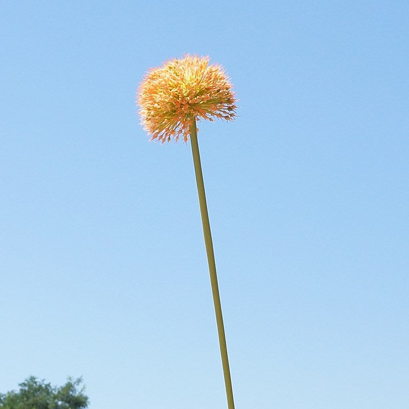 Lifelike Decorative Artificial Allium Flower Stem - Perfect for Home, Hotels, and Event Decor | Elegant Silk Floral Arrangement for Weddings and Photography